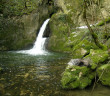 Stiffe Cascata con Istrice