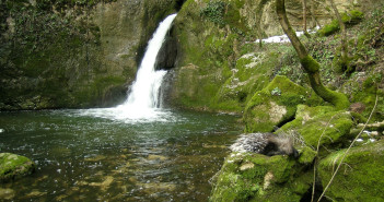 Stiffe Cascata con Istrice