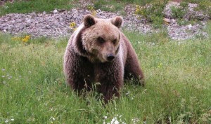 Parco Nazionale D'Abruzzo