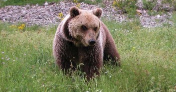 Parco Nazionale D'Abruzzo