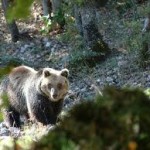 Parco naz. D'Abruzzo